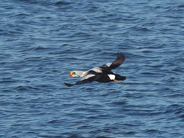 Kyhmyhaahka, King Eider, Somateria spectabilis